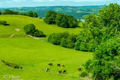 Cows-Wales-Country-Side-2