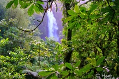 Trafalgar falls rainforest