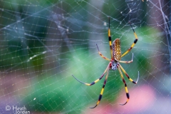 Banana-Spider