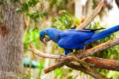 Blue-Parrot