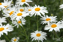 Daisies