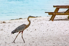 Herron-on-the-Beach