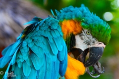 Macaw