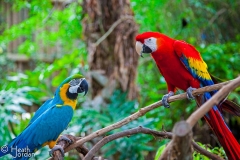 Macaws