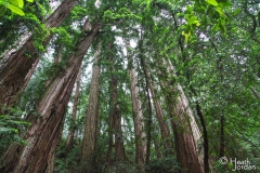 Muir-Woods-2