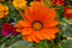 Orange Gazania Flower