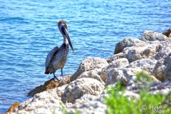 Pelican