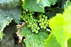Sonoma-Wine-Grapes