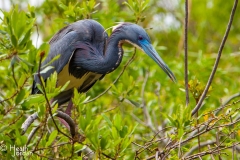 blue-heron