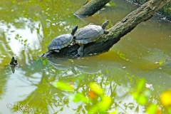 turtles